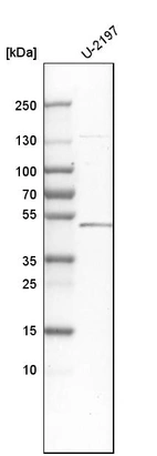 Western blot analysis in human cell line U-2197.