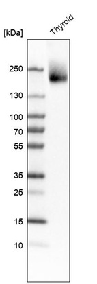 Anti-CUX1 Antibody