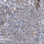 Immunohistochemical staining of human pancreas shows very weak granular cytoplasmic positivity in exocrine glandular cells.