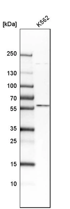 Western blot analysis in human cell line K562.