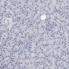 Immunohistochemical staining of human pancreas shows no positivity in exocrine glandular cells as expected.