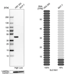 Western blot analysis in human cell lines HEK293 and MCF-7 using Anti-SLC16A1 antibody. Corresponding SLC16A1 RNA-seq data are presented for the same cell lines. Loading control: Anti-PFN1.