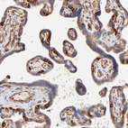 Immunohistochemical staining of human placenta shows strong cytoplasmic positivity in endothelial cells.