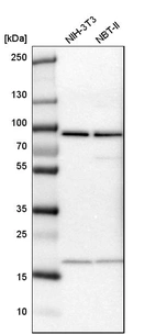 Western blot analysis in mouse cell line NIH-3T3 and rat cell line NBT-II.