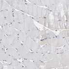 Anti-UBE2L6 Antibody