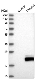 Western blot analysis in control (vector only transfected HEK293T lysate) and UBE2L6 over-expression lysate (Co-expressed with a C-terminal myc-DDK tag (~3.1 kDa) in mammalian HEK293T cells, LY404883).