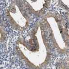 Immunohistochemical staining of human endometrium shows moderate cytoplasmic positivity in glandular cells.