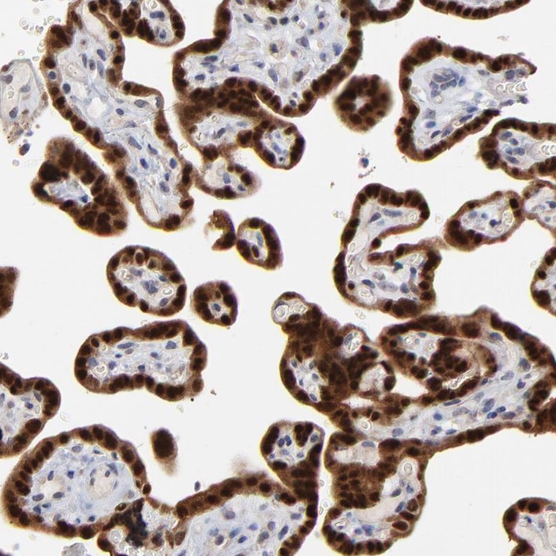 Anti-MAGEA10 Antibody