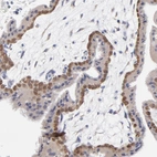 Immunohistochemical staining of human placenta shows high expression.