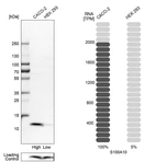 Western blot analysis in human cell lines Caco-2 and HEK293 using Anti-S100A10 antibody. Corresponding S100A10 RNA-seq data are presented for the same cell lines. Loading control: Anti-COX4I1.