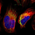 Immunofluorescent staining of human cell line U-2 OS shows localization to mitochondria.