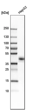 Western blot analysis in human cell line HepG2.