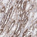 Anti-MAD2L1 Antibody