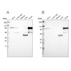 Anti-SH3KBP1 Antibody