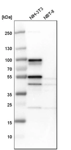 Western blot analysis in mouse cell line NIH-3T3 and rat cell line NBT-II.