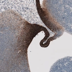 Immunohistochemical staining of mouse circumventricular organs shows moderate to strong membranous positivity.