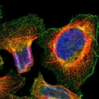 Immunofluorescent staining of human cell line U-2 OS shows positivity in plasma membrane.