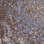 Immunohistochemical staining of human lymph node shows high expression.