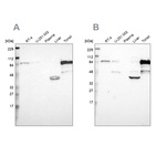 Anti-SH3KBP1 Antibody