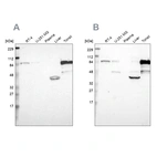 Western blot analysis using Anti-SH3KBP1 antibody HPA003355 (A) shows similar pattern to independent antibody HPA003351 (B).