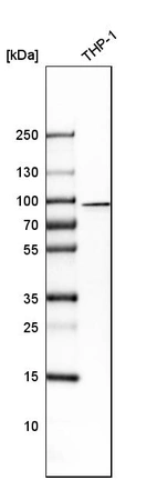Western blot analysis in human cell line THP-1.