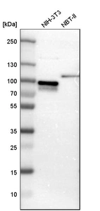 Western blot analysis in mouse cell line NIH-3T3 and rat cell line NBT-II.