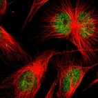 Immunofluorescent staining of human cell line U-251 MG shows localization to nucleus.