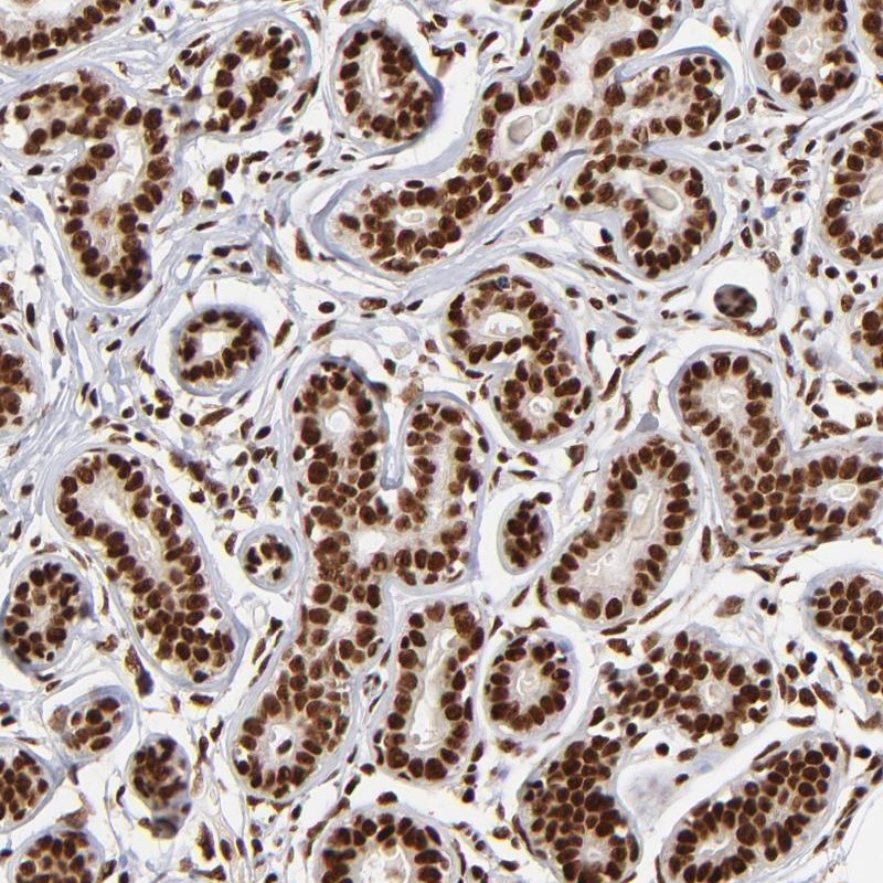 Anti-ZNF146 Antibody