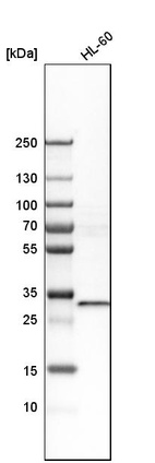 Western blot analysis in human cell line HL-60.