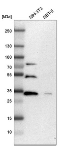 Western blot analysis in mouse cell line NIH-3T3 and rat cell line NBT-II.