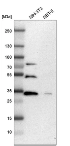 Western blot analysis in mouse cell line NIH-3T3 and rat cell line NBT-II.