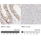 Anti-BRPF1 Antibody