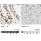 Anti-BRPF1 Antibody