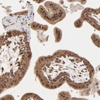 Immunohistochemical staining of human placenta shows strong nuclear-cytoplasmic positivity in trophoblastic cells.