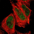 Anti-FBXO4 Antibody