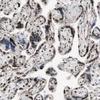 Immunohistochemical staining of human placenta shows strong nuclear positivity in trophoblastic cells.