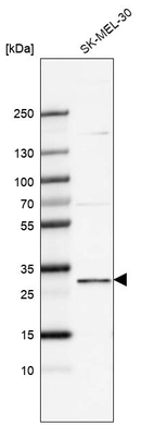 Western blot analysis in human cell line SK-MEL-30.