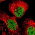 Immunofluorescent staining of human cell line U-2 OS shows localization to nucleoplasm.