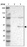 Anti-RPL3 Antibody