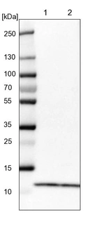 Lane 1: NIH-3T3 cell lysate (Mouse embryonic fibroblast cells)_br/_Lane 2: NBT-II cell lysate (Rat Wistar bladder tumour cells)