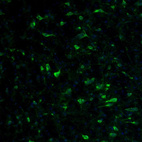 Immunofluorescence staining of mouse pons shows positivity the reticular neurons.