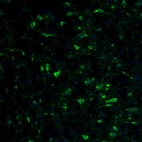 Immunofluorescence staining of mouse pons shows positivity the reticular neurons.