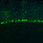 Anti-RPL9 Antibody