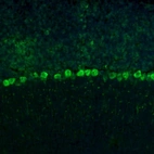 Immunofluorescence staining of mouse cerebellum shows positivity in Purkinje cells.