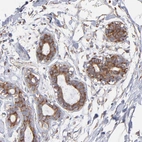 Immunohistochemical staining of human breast shows moderate cytoplasmic positivity in glandular cells.