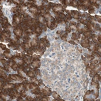 Immunohistochemical staining of human pancreas shows strong cytoplasmic positivity in exocrine glandular cells.