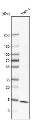 Western blot analysis in human cell line THP-1.