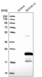 Western blot analysis in control (vector only transfected HEK293T lysate) and ZCCHC13 over-expression lysate (Co-expressed with a C-terminal myc-DDK tag (~3.1 kDa) in mammalian HEK293T cells, LY404386).
