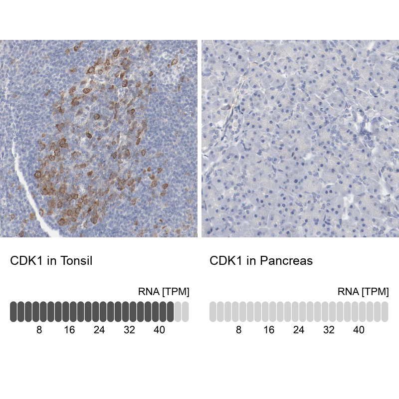 Anti-CDK1 Antibody