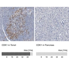 Anti-CDK1 Antibody